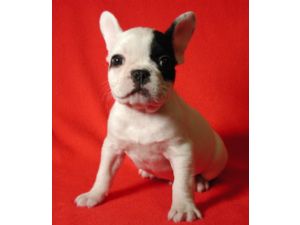 Where can you buy or adopt French bulldog puppies?