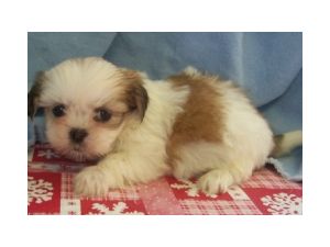 Lhasa Poo Puppies For Sale In Massachusetts