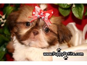 Teacup+shih+tzu+puppies+for+sale+in+illinois
