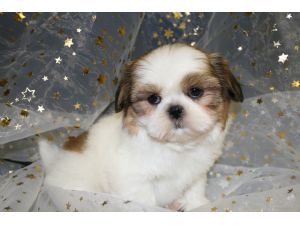 Shih+tzu+puppies+for+adoption+in+illinois