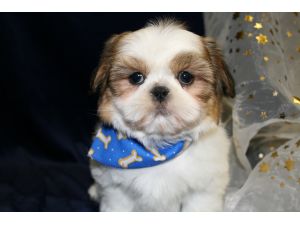 Toy+shih+tzu+puppies+for+sale+in+illinois