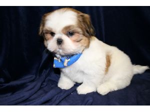 Imperial+shih+tzu+puppies+for+sale+in+pa
