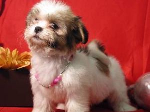 Shih+tzu+puppies+for+sale