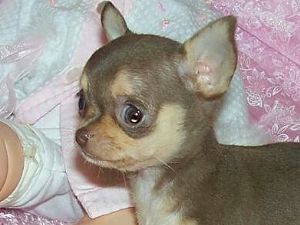 Aplle on Tiny Applehead Chihuahuas