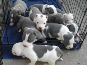 champion pitbull puppies for sale