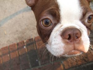What is a seal Boston terrier?