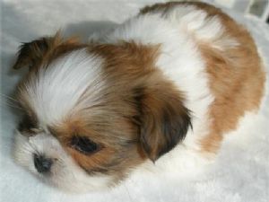 Shih+tzu+puppies+for+adoption+in+california