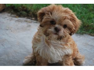 Shih+tzu+puppies+for+sale+in+riverside+ca