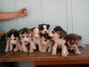 Shih+tzu+puppies+for+sale+in+mcallen+texas