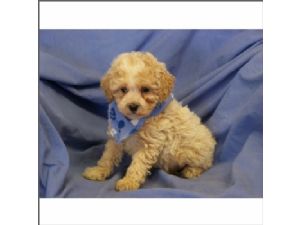 Shih+tzu+poodle+mix+puppies+for+sale+mn