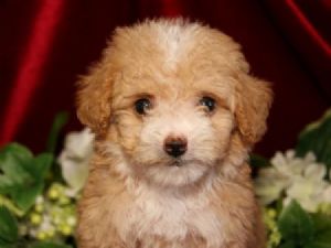 Shih+tzu+poodle+mix+puppies+for+sale+in+colorado