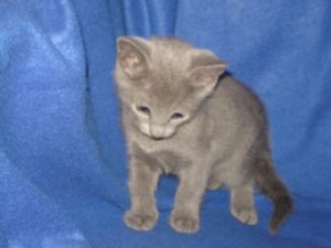 Russian Blue Kittens For Sale…
