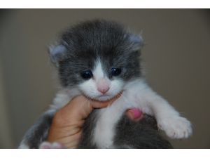 American Curl Kittens… posted: