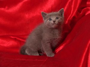 russian Blue kittens… posted: