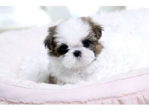 Puppies For Sale In Texas Puppies In Texas Tx Catalog ...