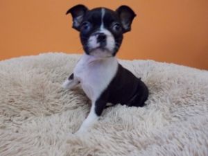 Boston Terrier Puppies For Sale: Boston, Bug puppies for ...