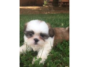 puppies for sale