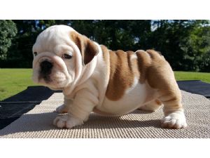 english bulldog puppies for sale under 1000