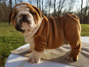 Bulldog Dog Breed Information, Pictures, Characteristics