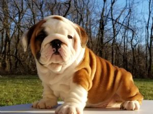 english bulldogs for sale under 1000