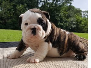 english bulldogs for sale under 1000