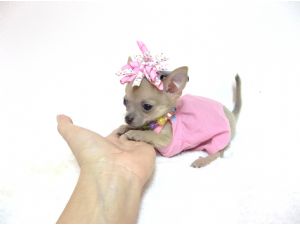 Chihuahua Puppies For Sale: ~~ ~BLue Fawn Teacup~~~~