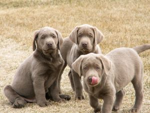 Labrador Retriever Puppies For Sale: SILVER CLOVER LABS